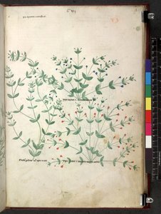 Tractatus de herbis (Herbal) c.1280-1310