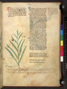 Tractatus de herbis (Herbal) c.1280-1310