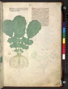 Tractatus de herbis (Herbal) c.1280-1310 by School Italian