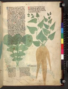 Tractatus de herbis (Herbal) c.1280-1310