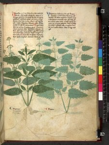 Tractatus de herbis (Herbal)