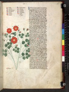 Tractatus de herbis (Herbal)
