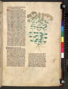 Tractatus de herbis (Herbal)