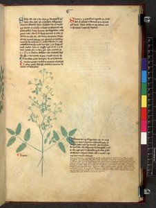 Tractatus de herbis (Herbal)