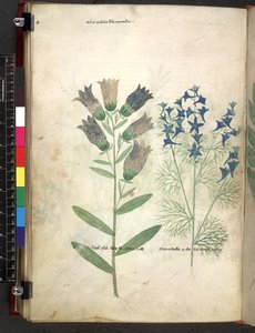Tractatus de herbis (Herbal) by School Italian
