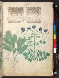 Tractatus de herbis (Herbal)