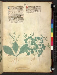 Tractatus de herbis (Herbal)