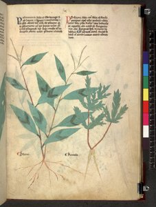 Tractatus de herbis (Herbal) by School Italian