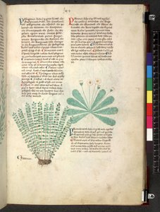 Tractatus de herbis (Herbal)