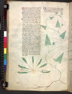 Tractatus de herbis (Herbal)