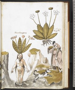 A mandrake being pulled out by a dog, from 