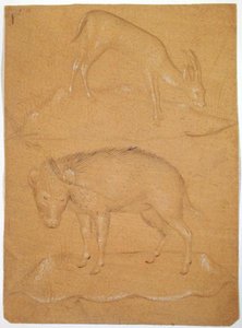 Study of a Goat and a Boar by School Italian
