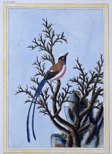 Bird - Japanese Print
