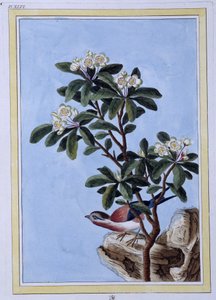 Bird - Japanese Print by Japanese School