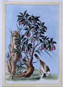 Bird - Japanese print by Japanese School