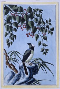 Bird - Japanese print by Japanese School