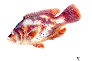 Gyotaku by Japanese School