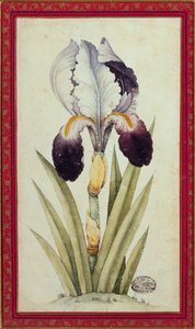 Study of a Flag Iris by School Qajar