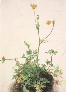 Buttercups, Red Clover, and Plantain by School of Albrecht Dürer