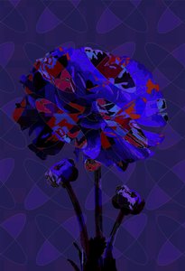 Carnation,3