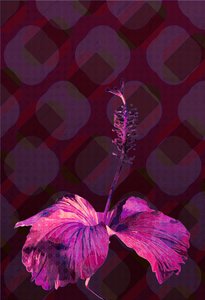 Hibiscus, 2019 by Scott J. Davis