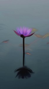 Purple Lily by Scott J. Davis