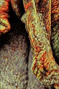 Tree Trunk