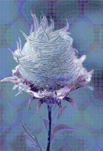 Wood Avens, 2019 by Scott J. Davis