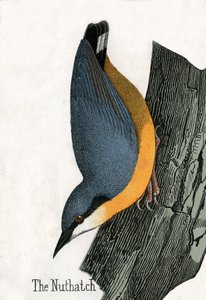 Antique Print of a Nuthatch by Scottish School
