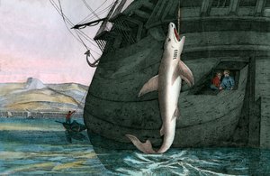 Great White Shark Caught at Sea by Scottish School