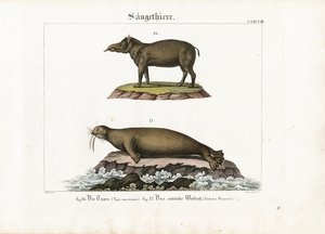 Tapir and Arctic Walrus