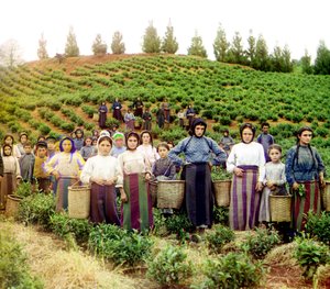 A Group of Young Greek Women and Children Harvesting Tea, Chakva, Russian Empire