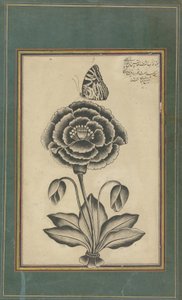Flower and a Butterfly by Shafi
