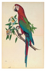 A Green-winged Macaw, c.1780