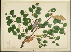 Brahminy Starling with Two Antheraea Moths, Caterpillar, and Cocoon on Indian Jujube Tree, folio from a Series Commissioned by Lady Impey, 1777 by Shaikh Zain ud Din