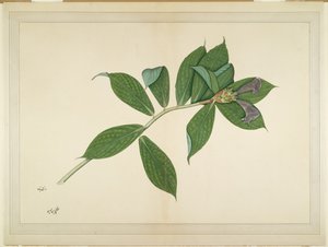 Crepe Ginger Plant, folio from a Series Commissioned by Lady Impey by Shaikh Zain ud Din