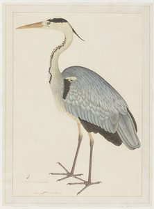Grey Heron, folio from a Series Commissioned by Lady Impey by Shaikh Zain ud Din
