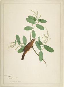 Hwamei on Terminalia Branch, folio from a Series Commissioned by Lady Impey by Shaikh Zain ud Din