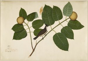Red Whiskered Bulbul and Aganais Ficus Moth on Kadamba Branch, Folio from a Series Commissioned by Lady Impey by Shaikh Zain ud Din
