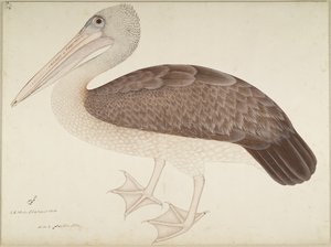 Spotbilled Pelican, folio from a Series Commissioned by Lady Impey