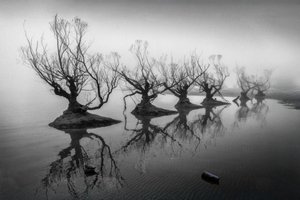 Bare Trees in Fog by Shanrui Ren
