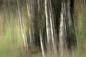 Blurred Forest Serenity by Sheila Bernard