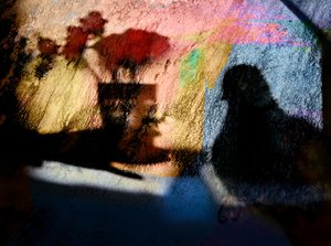 Colorful Bird Shadows