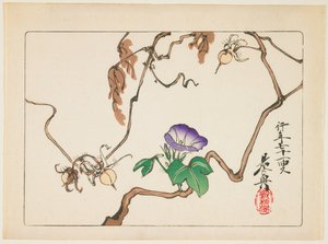 Vine and Seeds of Morning Glory by Shibata Zeshin