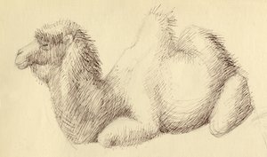 Camel, c1951 by Shirley Markham
