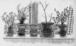 Dead Plants on a Windowsill by Shirley Markham