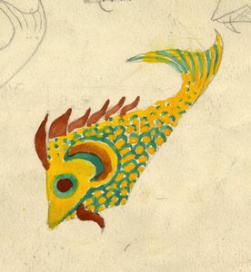 Fish Illustration by Shirley Markham