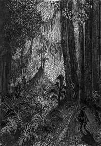 Pirate in the rainforest