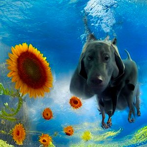Underwater Dog: A Dive into the Unexpected by Silvia Martini