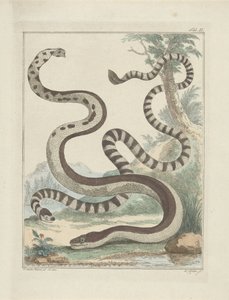 Flat-Tailed Snakes